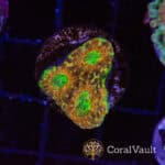 Rainbow Acan Echinata Frag