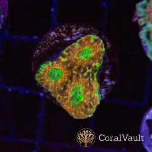 Rainbow Acan Echinata Frag
