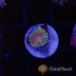 Mini Globular Mushroom