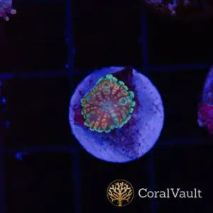 Mini Globular Mushroom