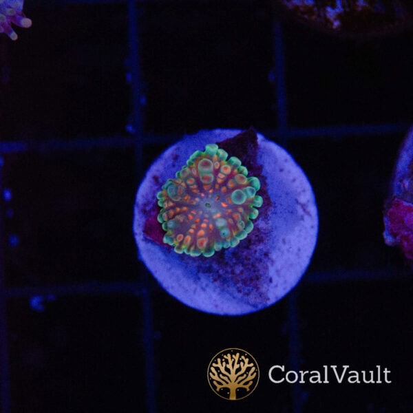 Mini Globular Mushroom