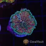 Ultra Globular Mushroom