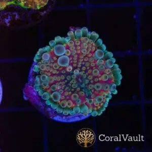 Ultra Globular Mushroom