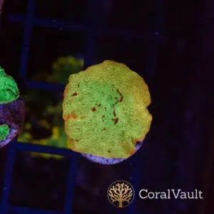 Gold Jawbreaker Mushroom