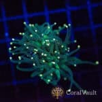 White Tip Green Torch