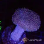 Large Toadstool Mushroom