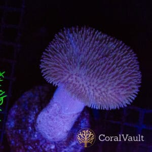 Large Toadstool Mushroom