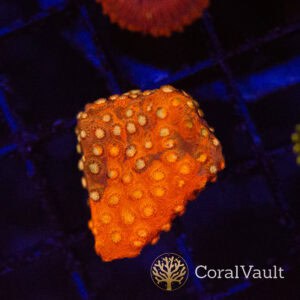 Red Orange Grafted Cyphastrea