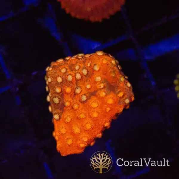 Red Orange Grafted Cyphastrea