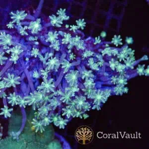 XXL Clove Polyp Colony