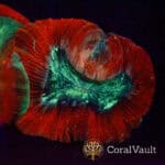 Small Red Trachy