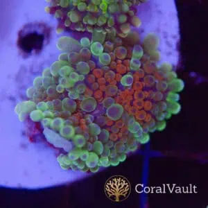 Small Ultra Red Globular