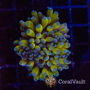 Golden Cristata