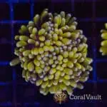 Pink Tip Cristata