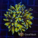 Banana Torch Coral