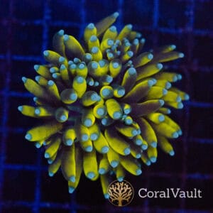 Banana Torch Coral