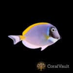 Powder Blue Tang
