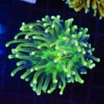 Green Mouth Heliofungia