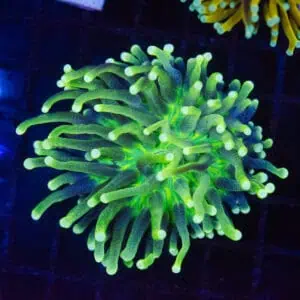 Green Mouth Heliofungia