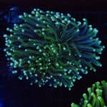 XL Mint Tipped Heliofungia