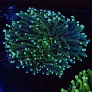 XL Mint Tipped Heliofungia