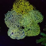 Gold Hammer Garden