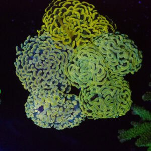 Gold Hammer Garden