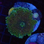 Lightyear Globular Mushroom