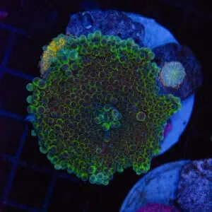 Lightyear Globular Mushroom