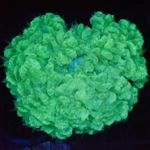 Green Pearl Bubble