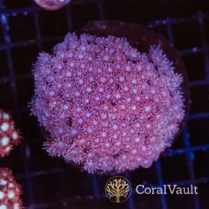 Large Pink Goni Colony