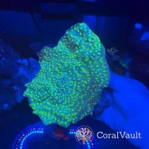 XXL Hollywood Stunner Chalice Colony