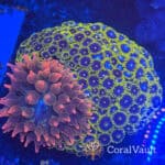Zoa and Anemone Rock Bundle