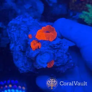 Orange Crush Mushroom Rock