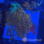 XL Mixed Zoa Tile