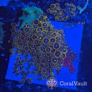 XL Mixed Zoa Tile