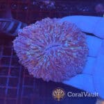 Large Purple Fungia