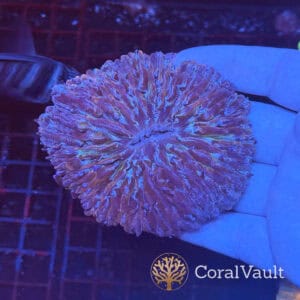 Large Purple Fungia