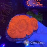 Ultra Red Parascolymia