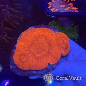 Ultra Red Parascolymia