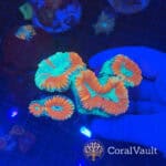 Rainbow Coral Sea Trachyphyllia