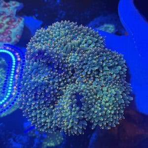 Peach Tip Green Anemone