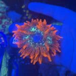 Stardust Anemone