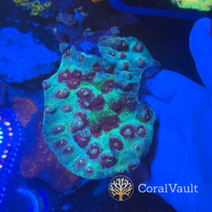 XL Red Eye Chalice Colony