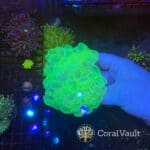 Large Neon Green Bubble Coral