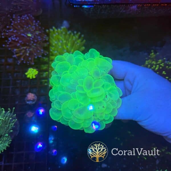Large Neon Green Bubble Coral