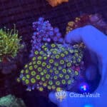 Mixed Zoa Garden
