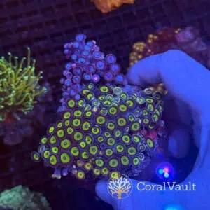 Mixed Zoa Garden
