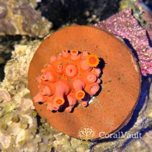 Pink Sun Coral