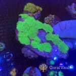 Toxic Green Mushroom Plate